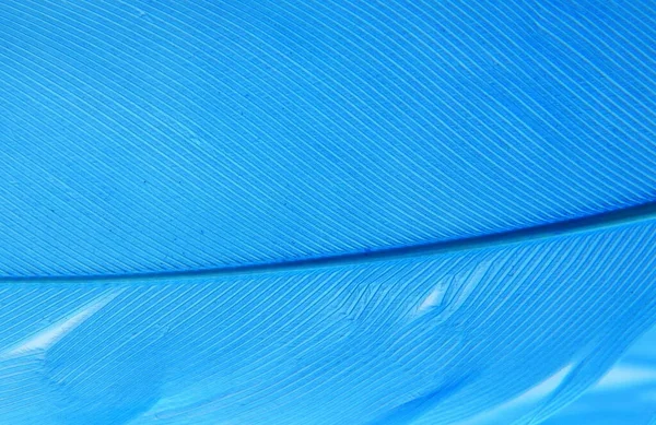 Texture Sfondo Una Piuma Uccello Blu Primo Piano — Foto Stock