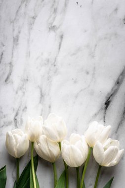 Mermer zemin üzerinde beyaz laleler
