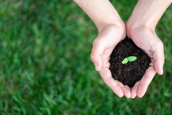 hands hold the soil with a sprout