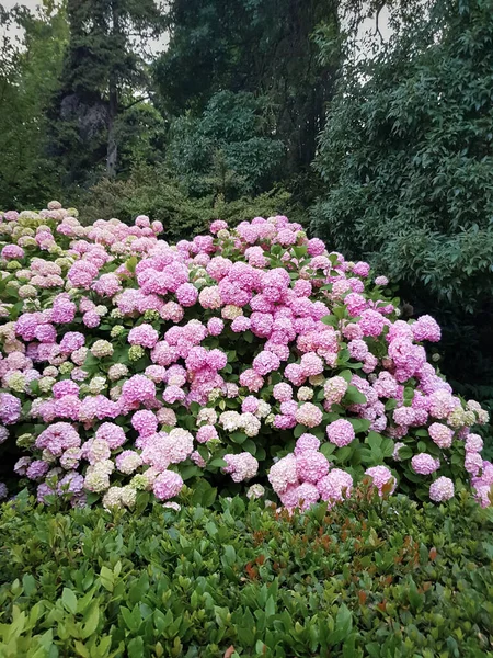 Gran hortensia colorida —  Fotos de Stock