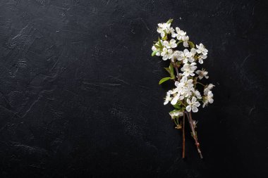  Çiçek açan kiraz dalları 