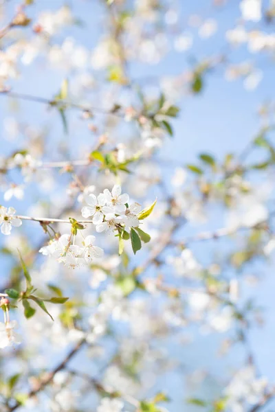 Çiçekli kiraz dalları 