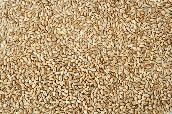 Horizontal Background Wheat Grain Texture Natural Dry Grain Whole Image — Stock Photo, Image