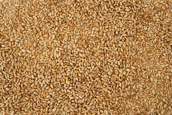 Vodorovné Pozadí Zrnitost Pšenice Přírodní Suchá Zrna Celém Obrázku Makro — Stock fotografie
