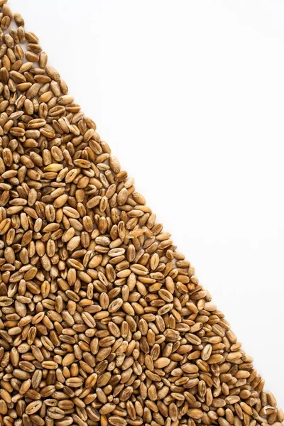 小麦籽粒在白色背景上 天然干粒在左侧呈三角形 小麦籽粒孤立 呈巨粒状 — 图库照片