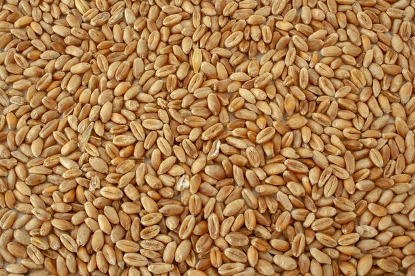Horizontaler Hintergrund Weizenkörnerstruktur Natürliches Trockenes Korn Auf Dem Ganzen Bild — Stockfoto