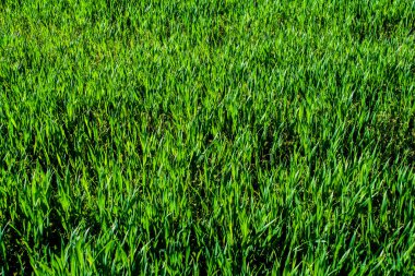 Renkli haplar ve kalp şeklinde kapsüller, soluk mavi arkaplandaki kavanozdan, görüntünün sol tarafında yer alan, metin, aşk ve izole edilmiş bir alan.