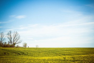 Bulutlu mavi gökyüzüne karşı güzel bir manzara. Düşünmek için bir yer. Yalnız bir adam bir ağacın yanında duruyor. Baharda açan sarı kolza tohumu tarlası. Kırsal kesimde tarım. Rusya 'nın tarım arazisi