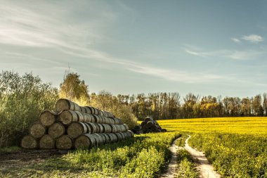 Arka planda koyu mavi bulutlu gökyüzü olan saman piramitleri. Birkaç rulo, yol kenarında yuvarlak saman balyaları ve baharda ormanın önündeki tarımsal kolza tohumu tarlaları, güneşli hava.