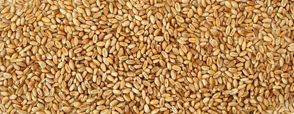 水平方向の背景 小麦の穀物の質感 すべての画像上の自然な乾燥穀物 マクロショット サイトのためのウェブバナー 閉めろ — ストック写真