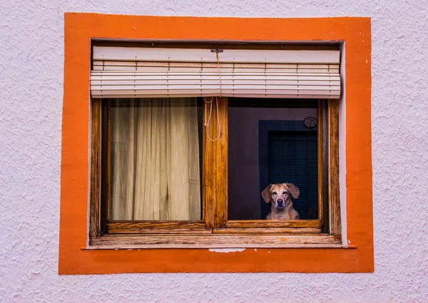 A dog is looking out the window of a low house. Look ahead and watch. The window has an orange frame.