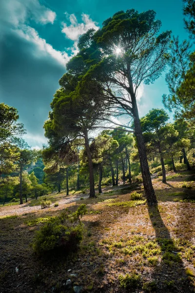 Güneş dağda bir çam ağacını aydınlatır. Görüntü bize daha fazla ağaç gösteriyor. Günbatımı tüm vadiyi aydınlatıyor ve gökyüzündeki bulutlar mavi ve turuncu renklerle aydınlanıyor..