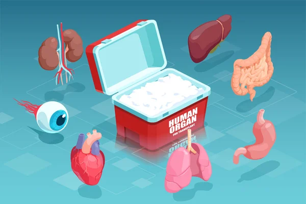 Vector Órganos Humanos Donantes Recogidos Para Trasplante — Vector de stock