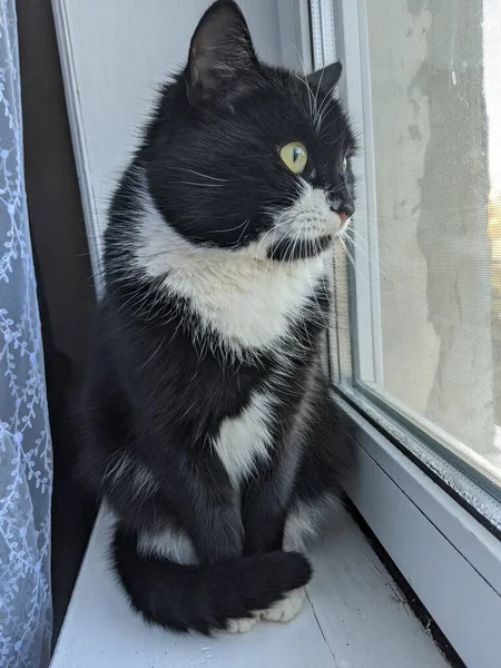 Cat is starring in window