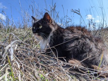 Gri çimenlikteki kedi