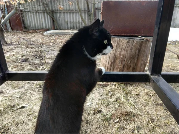 Δερματώδης Μαύρη Γάτα Στο Γρασίδι — Φωτογραφία Αρχείου