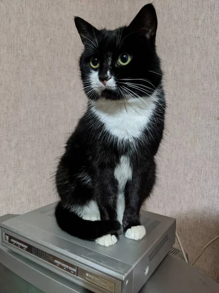 Cat on top of TV box