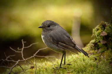 Güney Adası Robin, Petroica Australis, Glenorchy, Queenstown Güney Adası Yeni Zelanda