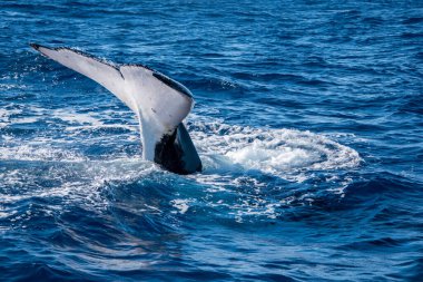 Büyük kambur balina su yüzeyine sıçrıyor.