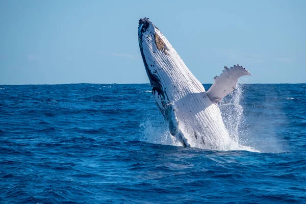 Huge Humpback Whale Jumping Water Surface — Stock Photo, Image