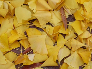Ginko biloba 'nın altın yaprakları Philadelphia sokaklarında
