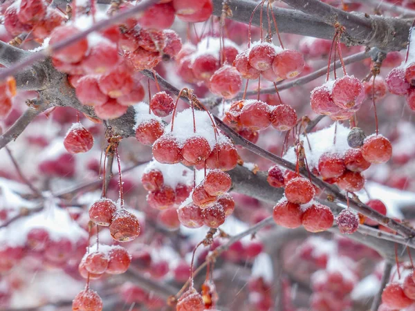 Bagas Vermelhas Polvilhadas Neve Depois Uma Tempestade Neve Michigan — Fotografia de Stock