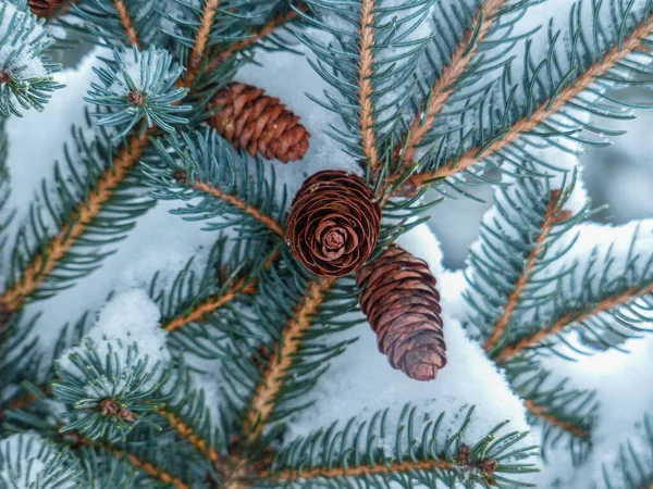 Cones Pinheiro Coberto Neve Após Uma Tempestade Neve Michigan — Fotografia de Stock