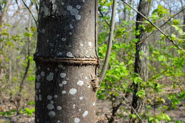 İlkbaharda ağaç kökü