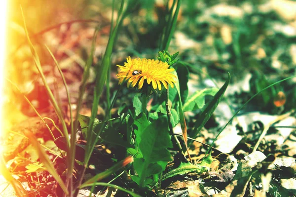 Bahar Doğasında Sarı Çiçek — Stok fotoğraf