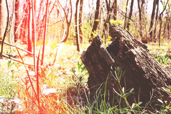 Kuru ağaç kütüğü yaşlı gri