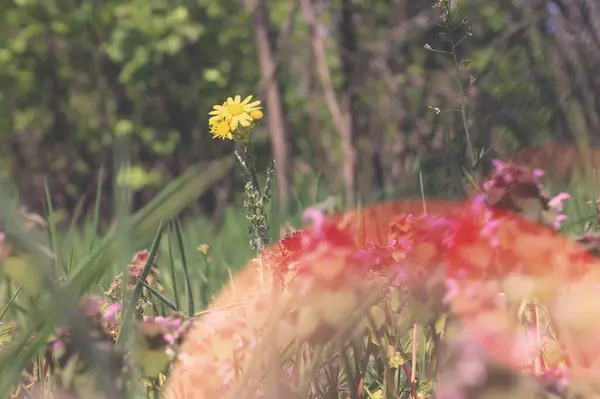 Bahar doğasında sarı çiçek