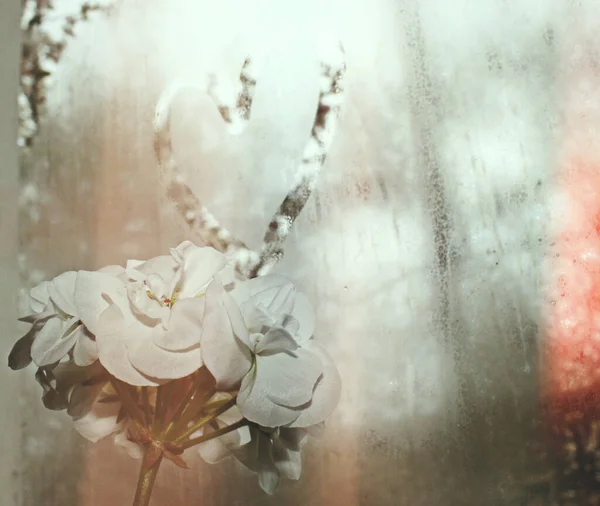 Beyaz çiçek açan yaprak bitkisi