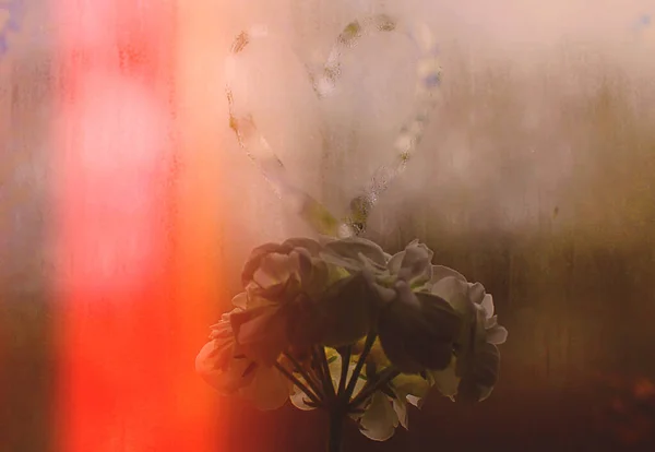 Beyaz çiçek açan yaprak bitkisi