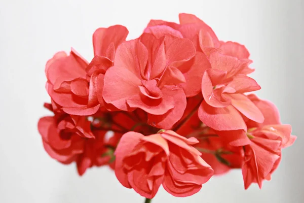 Beyaz arkaplanda kırmızı çiçek