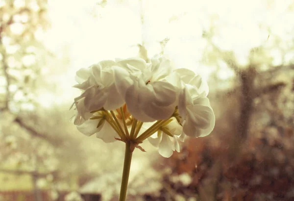 Beyaz çiçek açan yaprak bitkisi