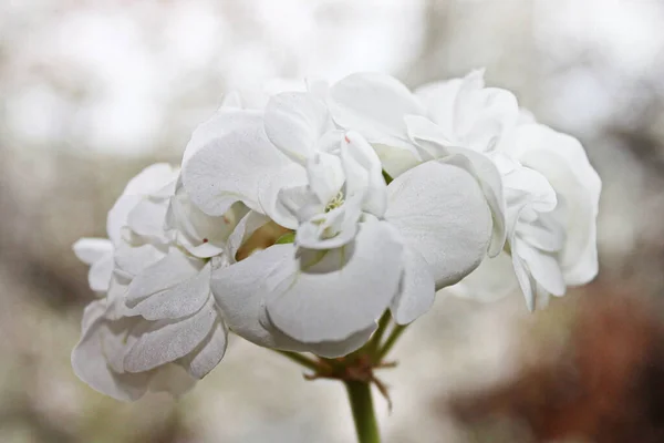 Beyaz çiçek açan yaprak bitkisi