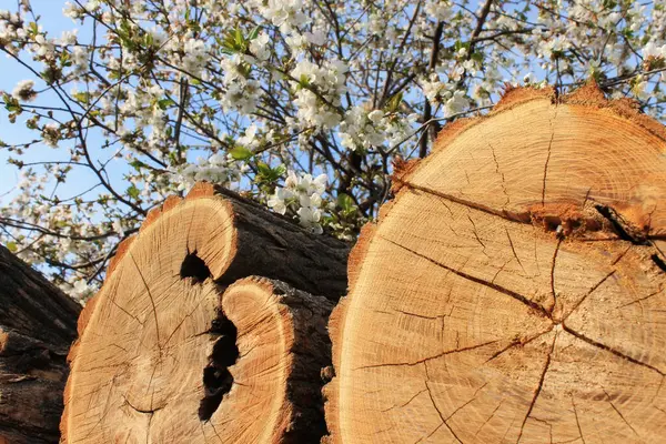 Arbres Coupés Printemps Bois Naturel — Photo