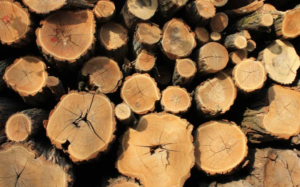 Doğranmış ağaçlar doğal odun pınarı