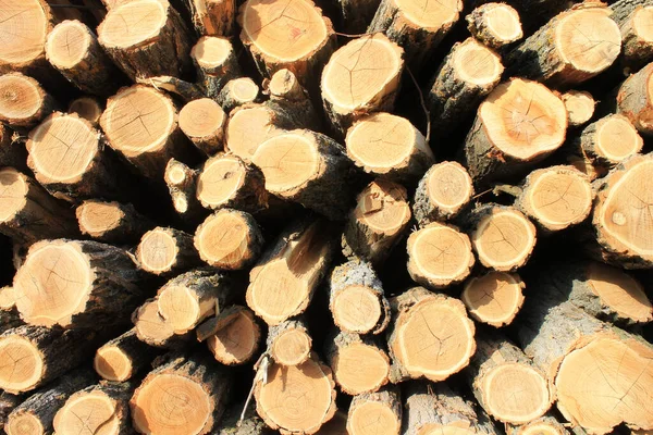 Doğranmış ağaçlar doğal odun pınarı