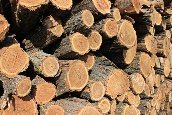 Doğranmış ağaçlar doğal odun pınarı