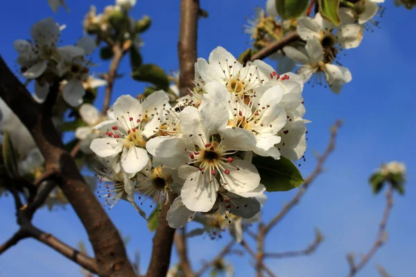 Çiçekli armut bahar zamanı beyaz çiçek
