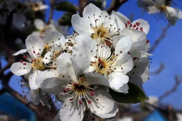Çiçekli armut bahar zamanı beyaz çiçek