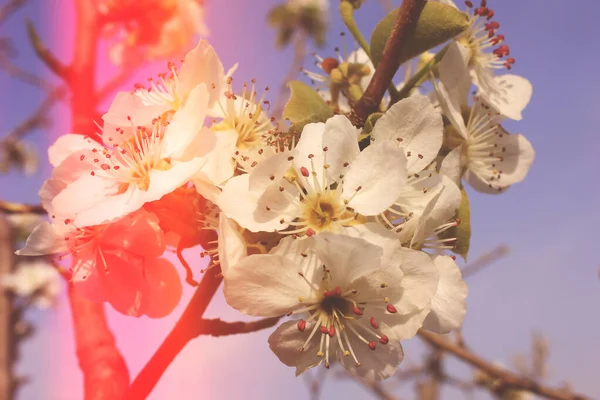 Çiçekli armut bahar zamanı beyaz çiçek
