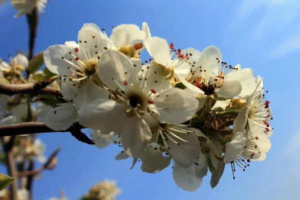 Çiçekli armut bahar zamanı beyaz çiçek