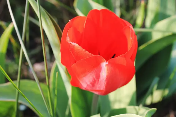 kırmızı çiçek lale bahçesi baharı