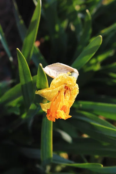 Baharda sarı çiçek