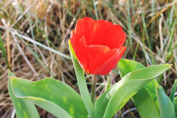 kırmızı çiçek lale bahçesi baharı