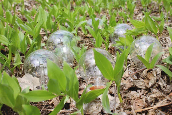 Yanan lamba ağaçta yaprakların üzerinde