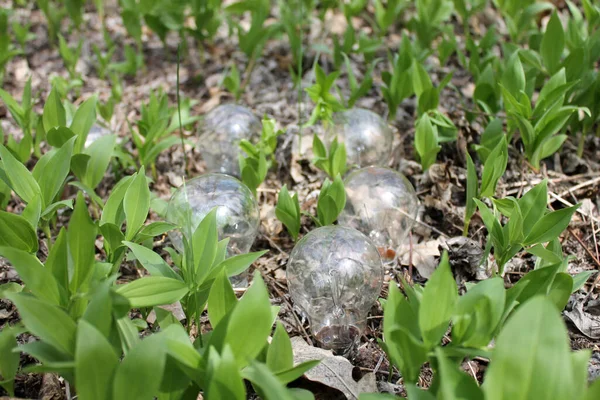 Yanan lamba ağaçta yaprakların üzerinde