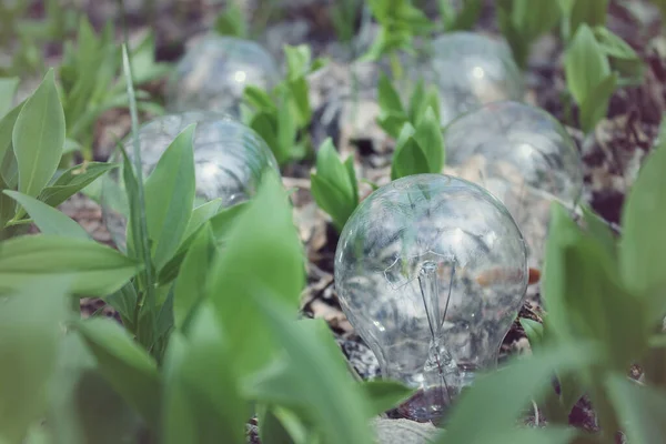 Yanan lamba ağaçta yaprakların üzerinde